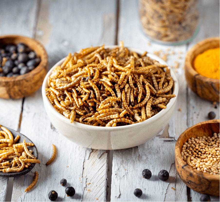 Insetti commestibili: le tradizioni culinarie nel mondo e il futuro con Small Giants