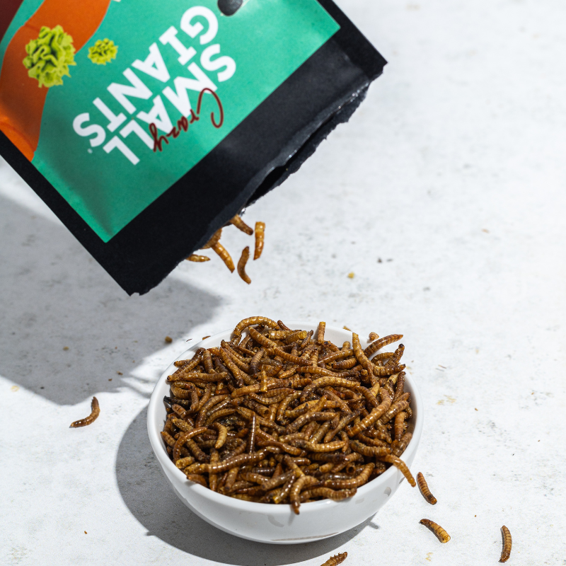 Flavored insects - Chili and Lime Larvae and Salt Larvae - 2 Varieties