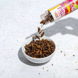 ecomposer-Composizione-Set-Insetti---4x-20g